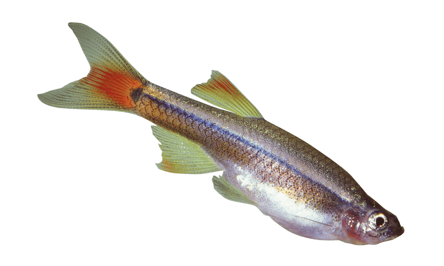 petsmart sucker fish