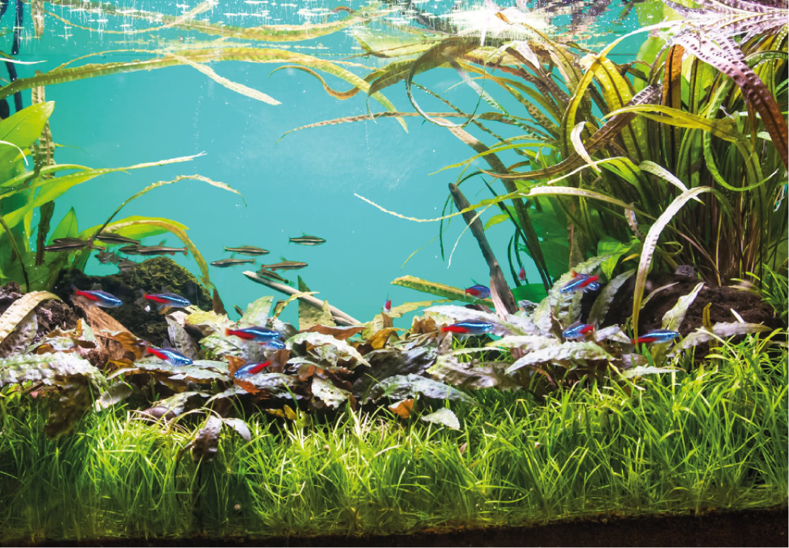 99 Koleksi Aquarium Design Calculator Gratis