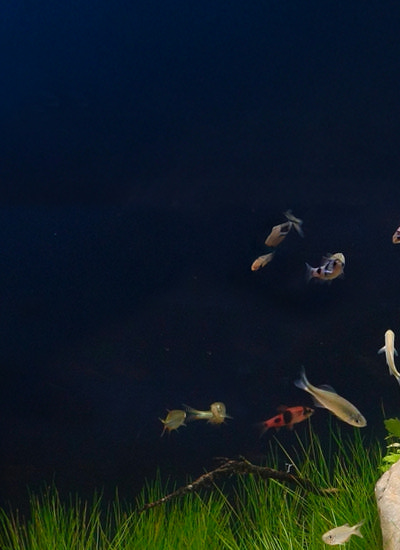 Biotope-
