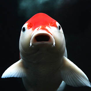 Species