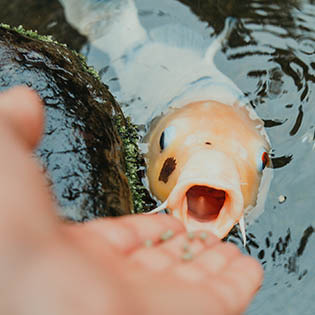 ProPond