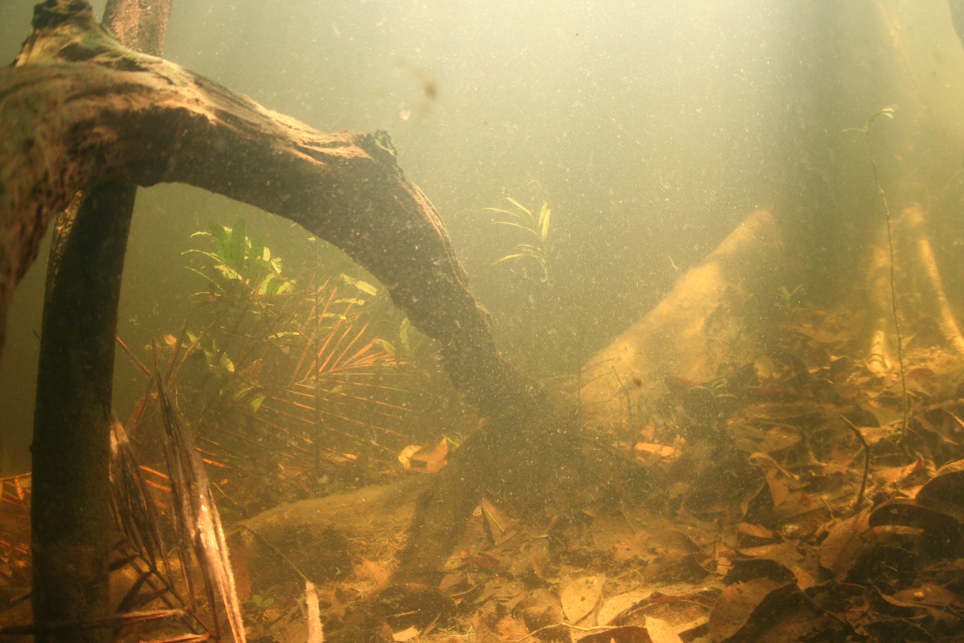 Лес затопленный водой. Биотоп амазонки. Биотоп Южной Америки. Биотоп затопленный лес. Затопленные леса амазонки.