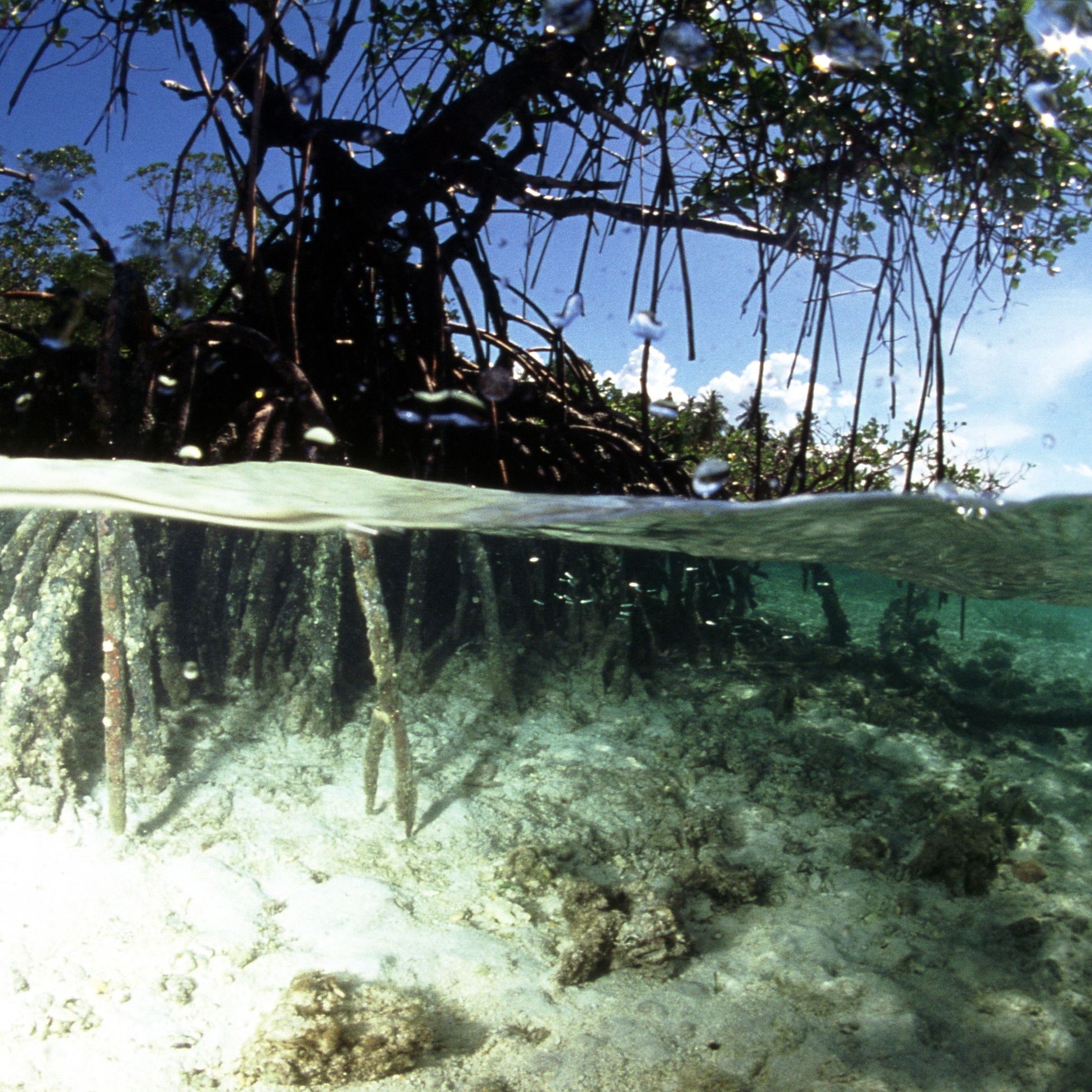 Jbl mangrove kökleri