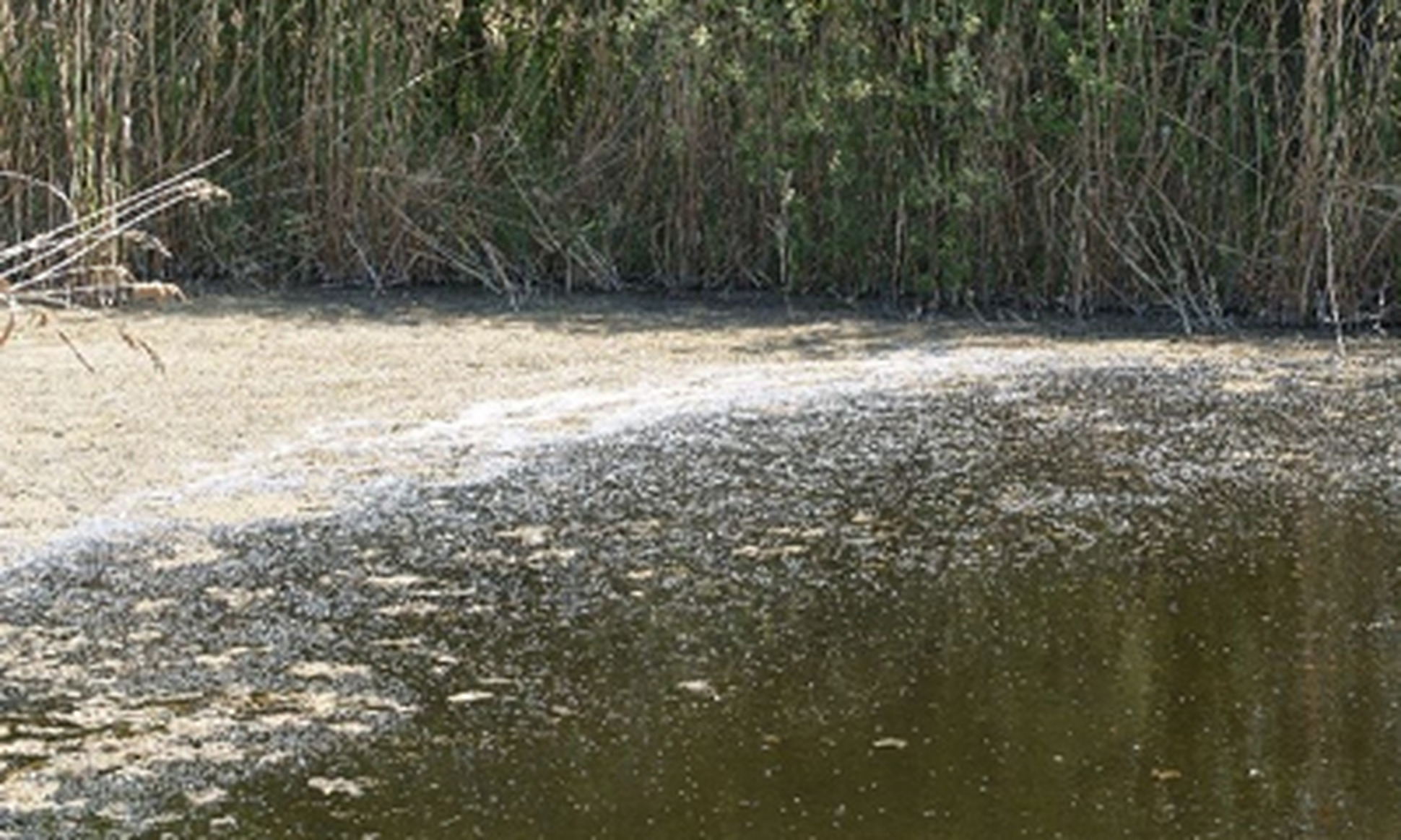 Fosfaat, de ultieme boosdoener of voeding voor helder water?