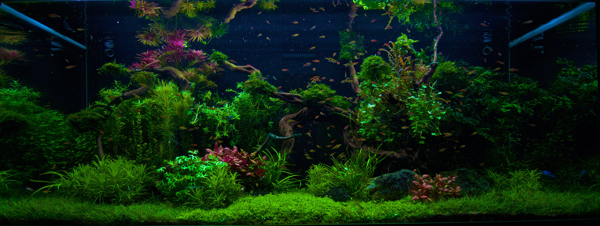 You ask, we answer: the best way to fertilise an aquascape?
