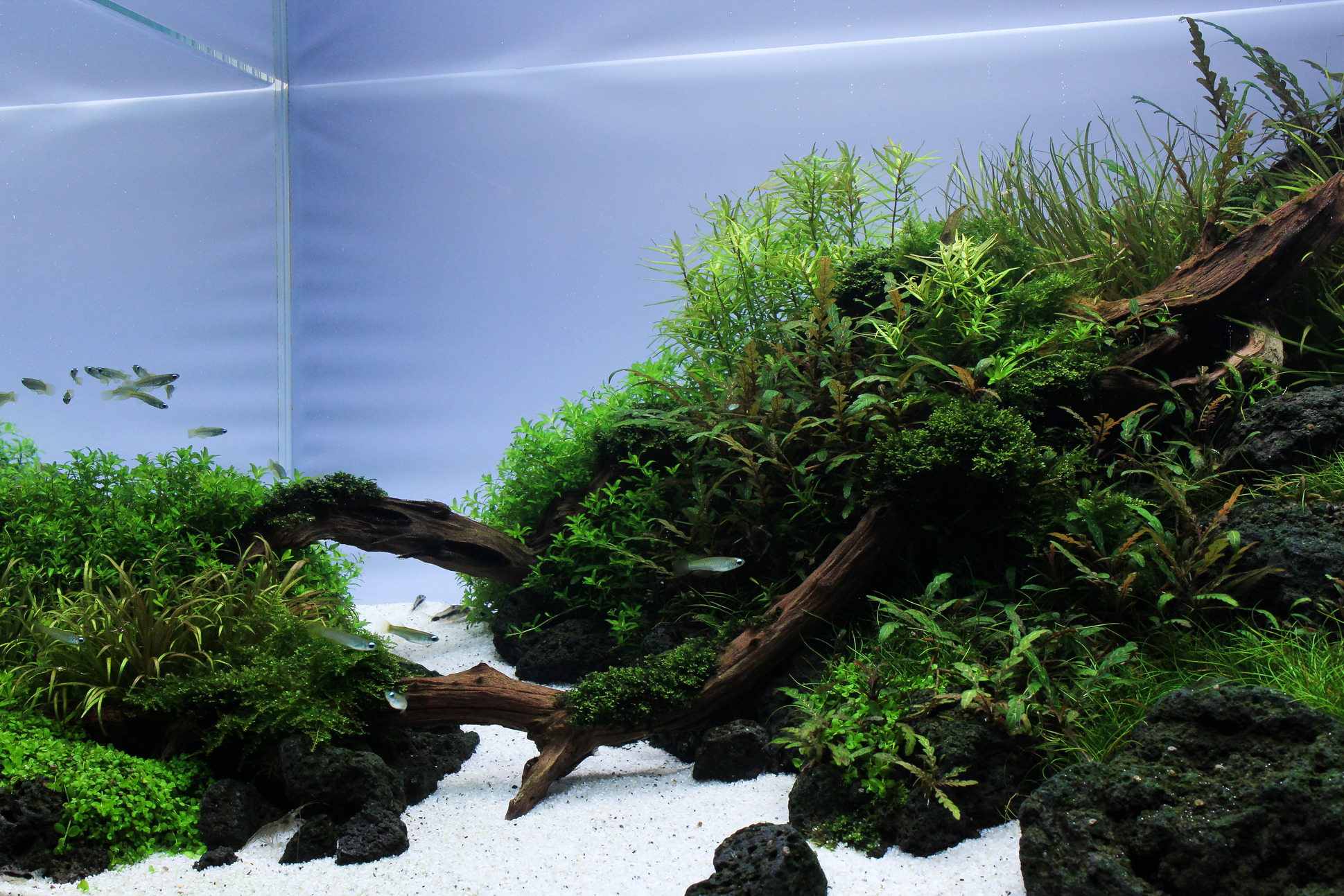 Onderstrepen Fokken rand Waarom is kooldioxide (CO2) de belangrijkste plantenvoedingsstof in het  aquarium?