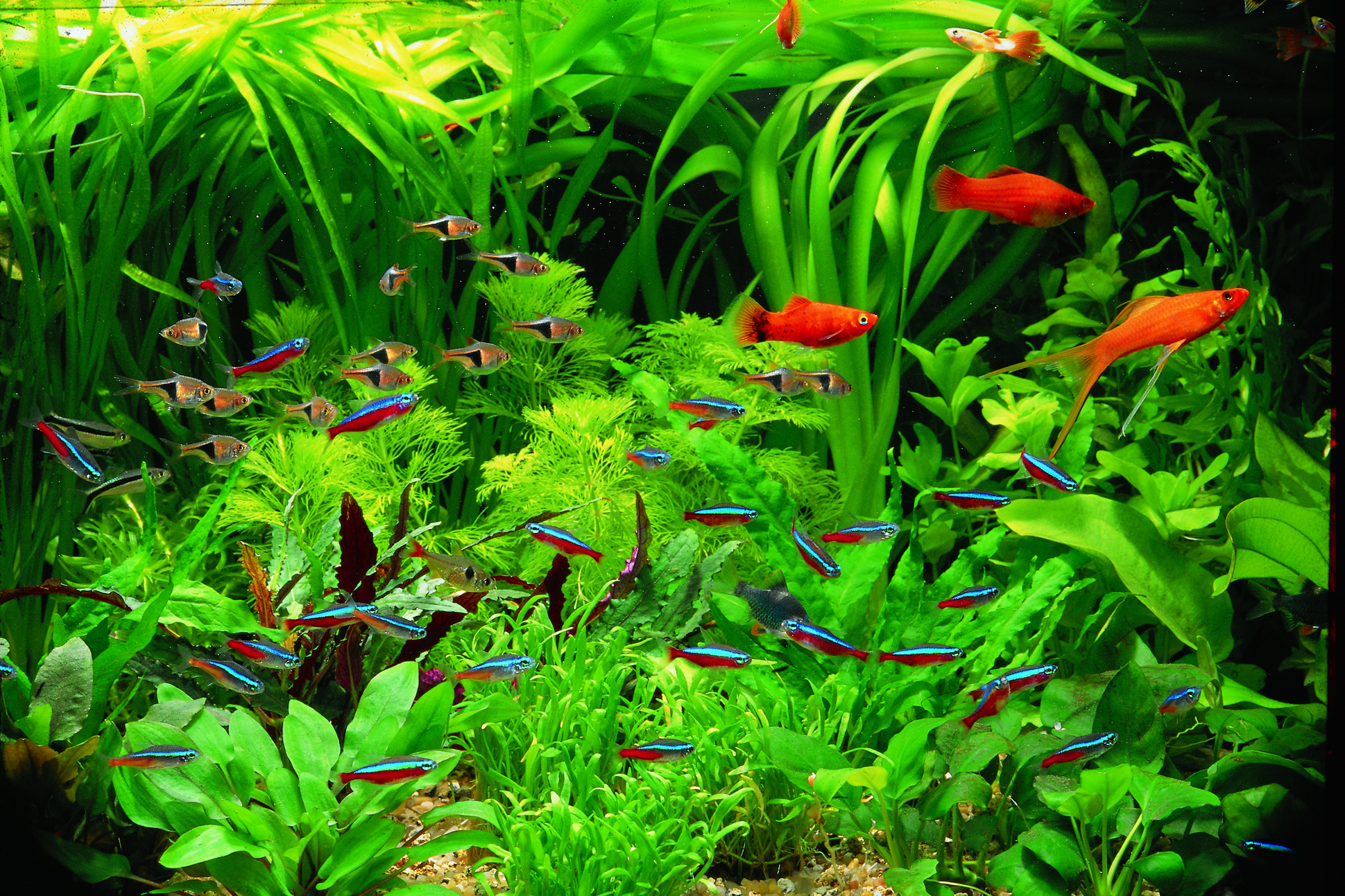 benefits of aquatic plants for the biosystem