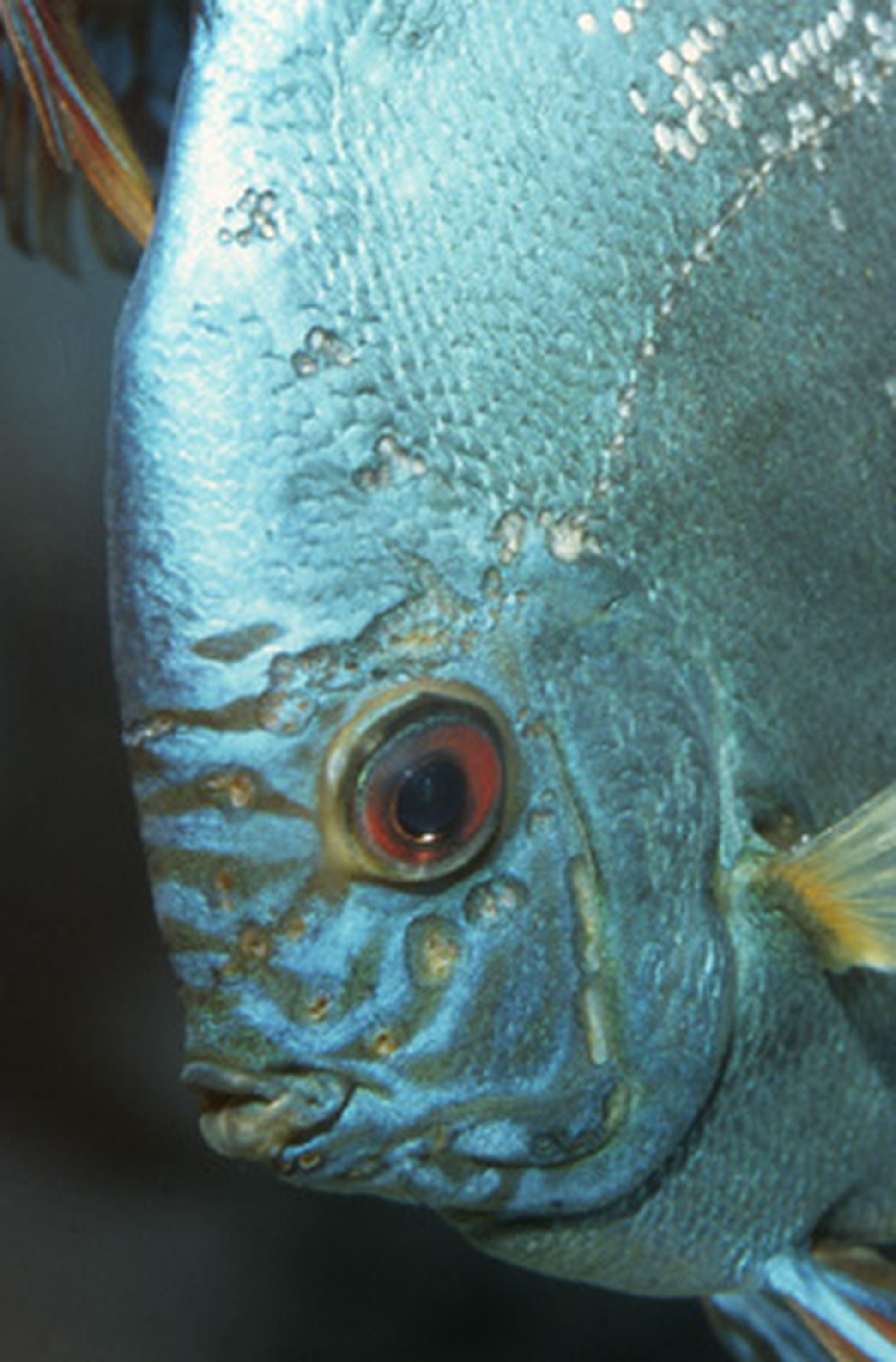 Αποτέλεσμα εικόνας για Protoopalina in aquarium fish