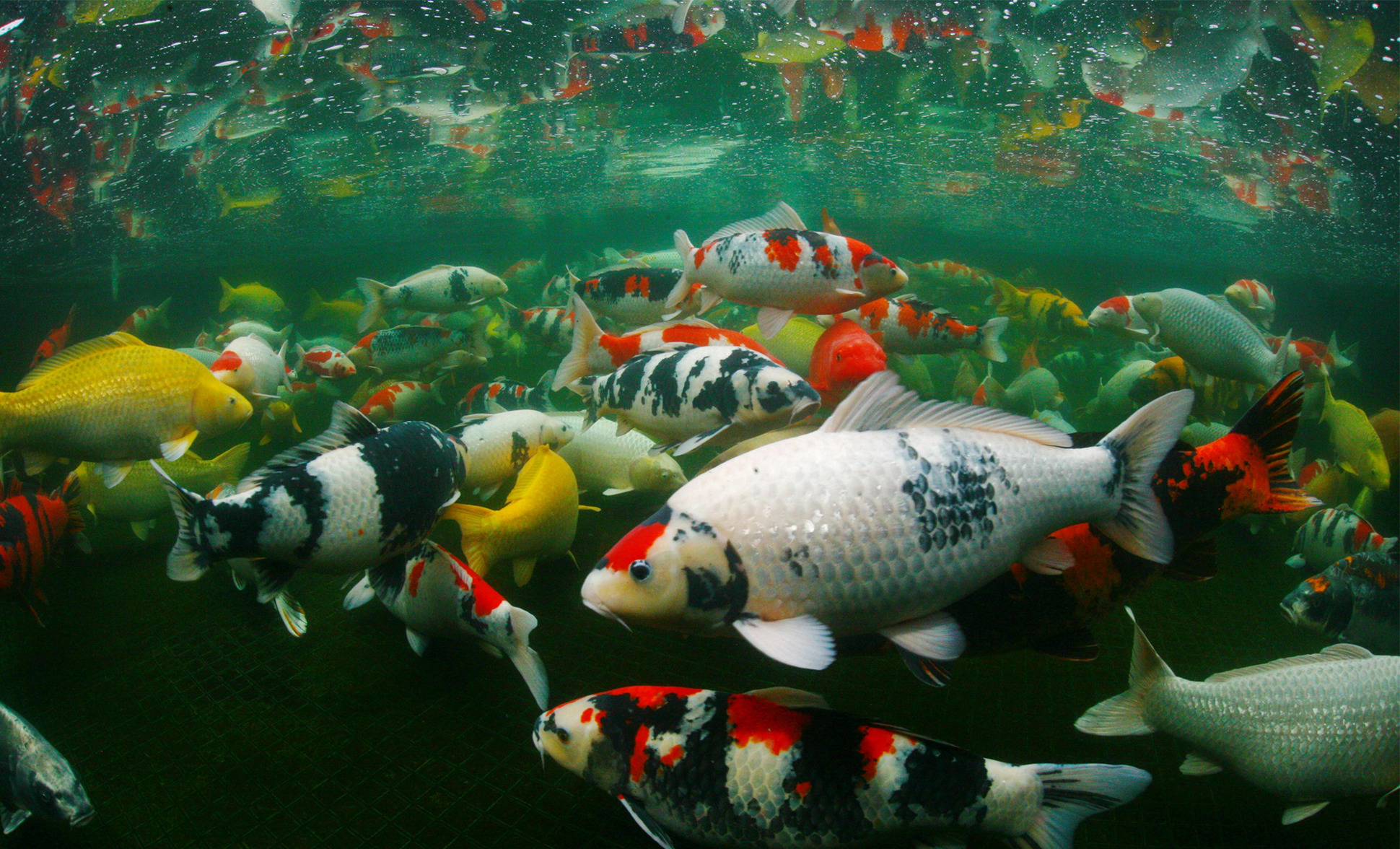 JBL receives permission to take underwater pictures from Japan’s koi