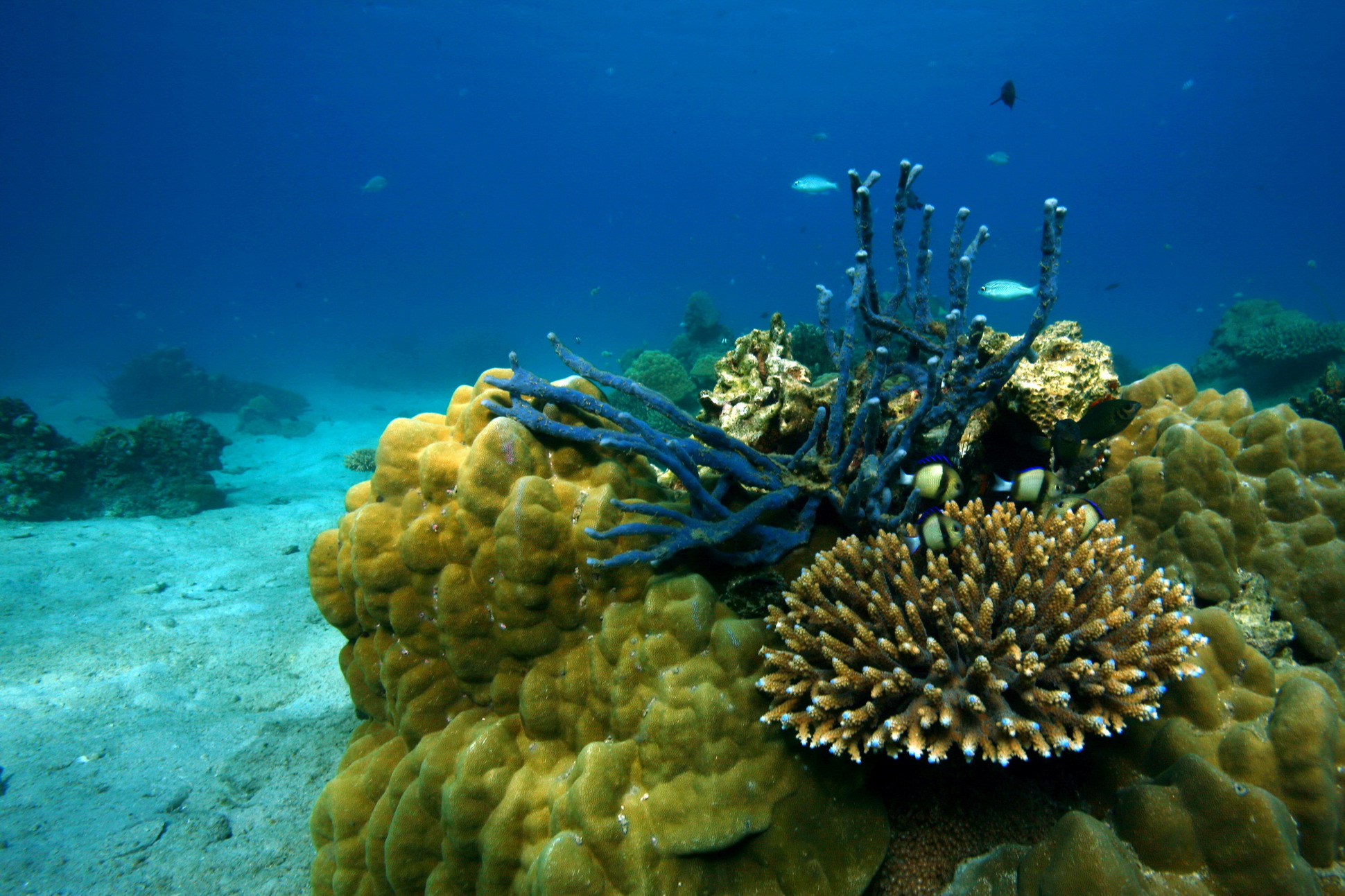 JBL Expedition Indian Ocean: part 2 - the coral reefs near Madagascar