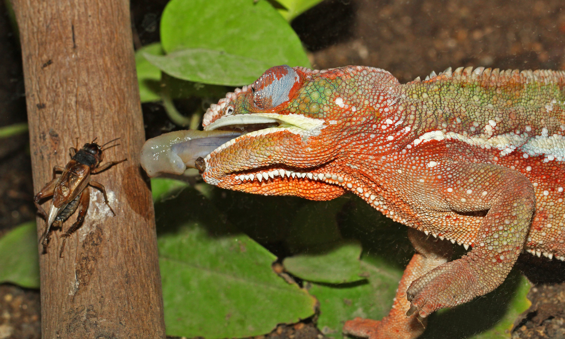 Feeding types