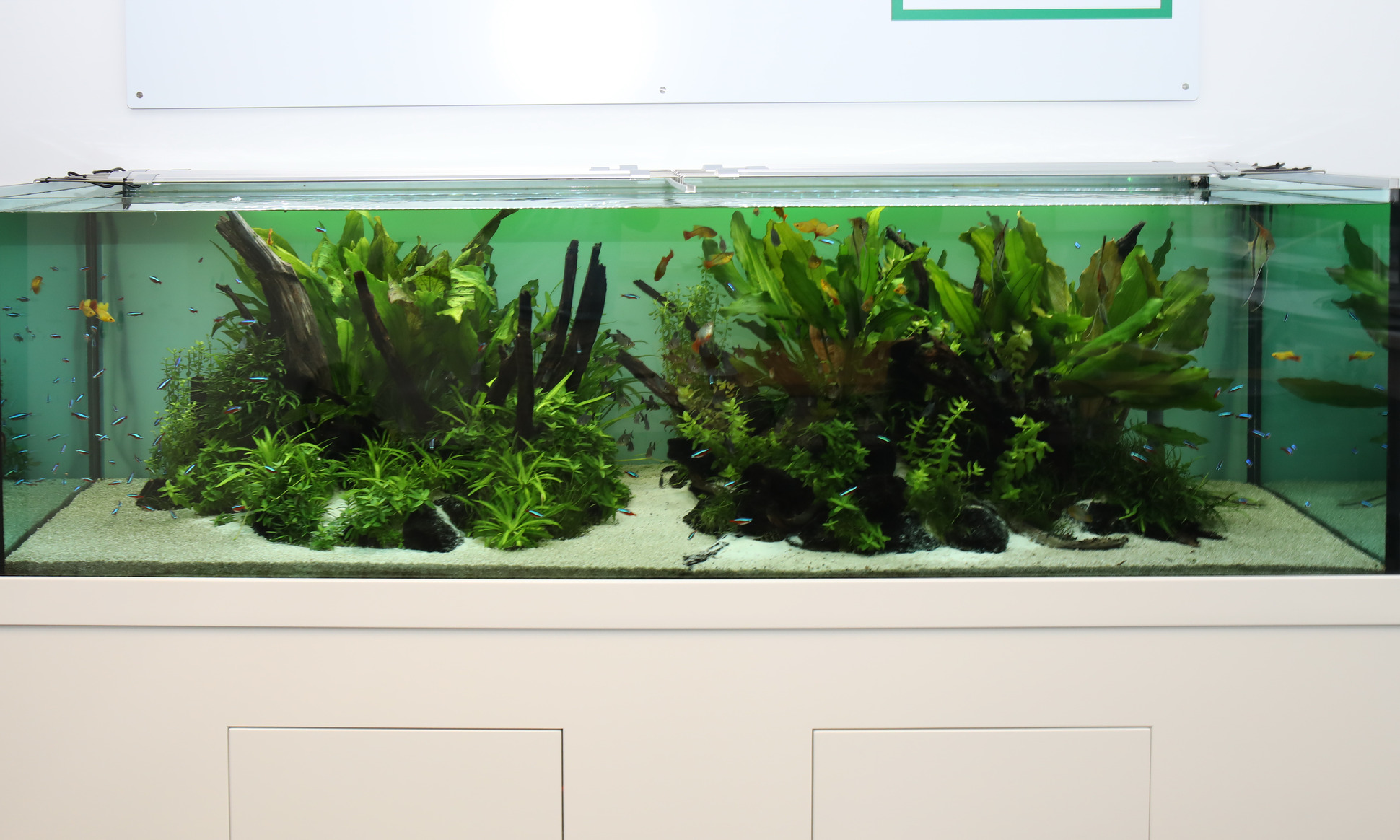 The JBL Intern - Aquariums in the Company