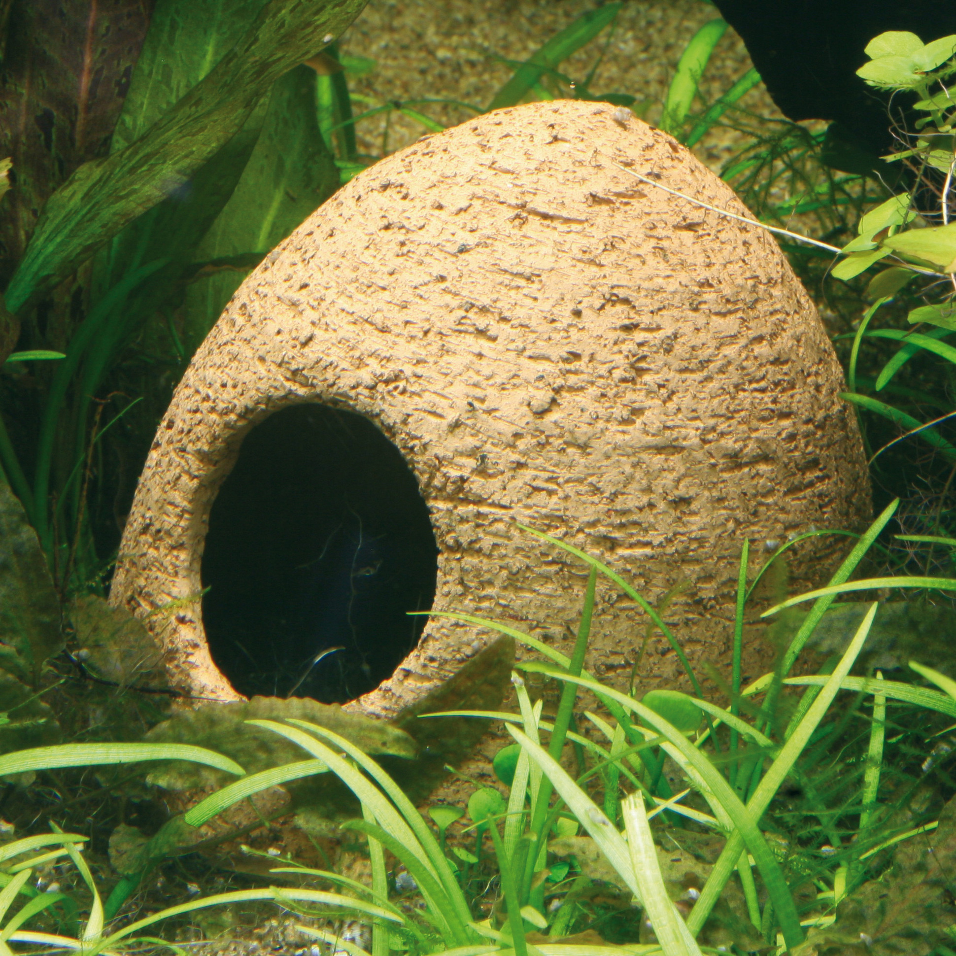fish breeding aquarium tank egglaying JBL Ceramic Spawning Cave Dwarf Cichlid 
