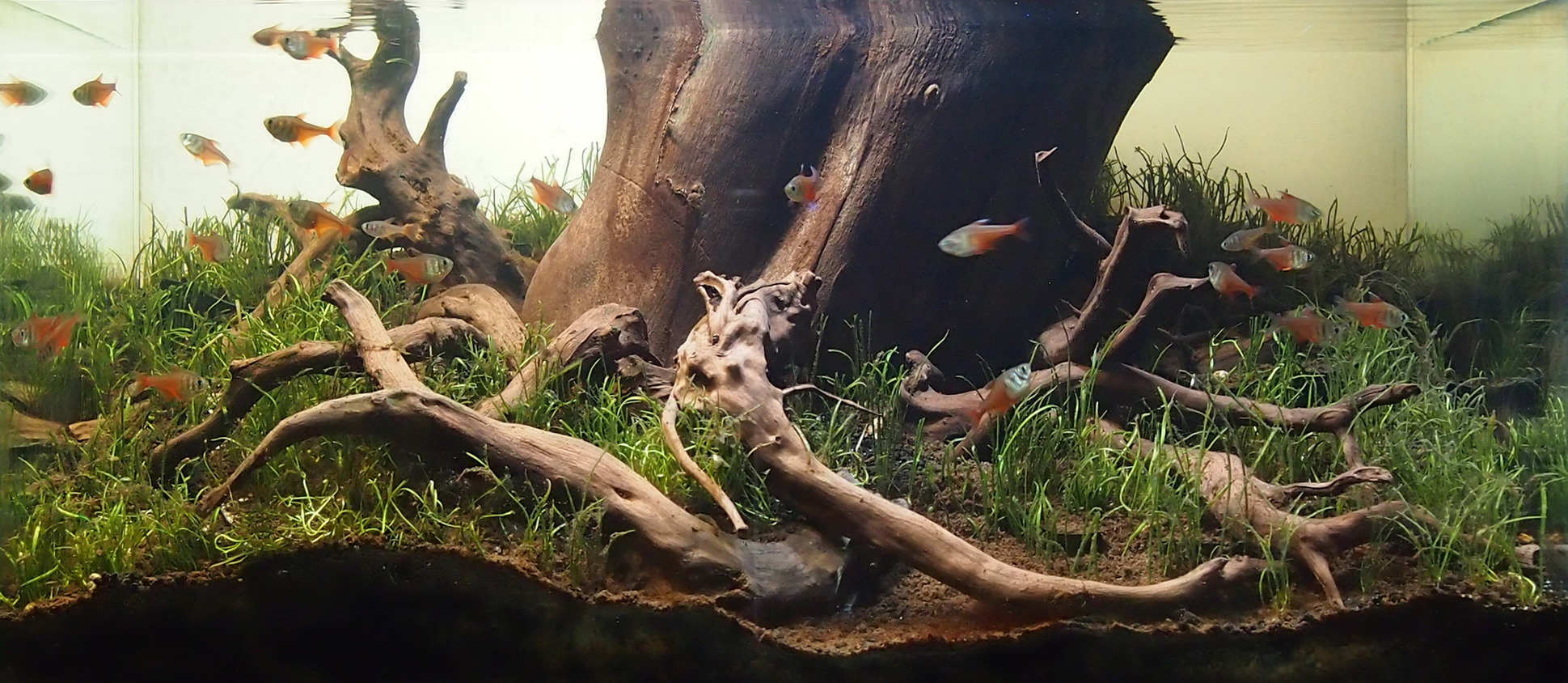 Biotope aquarium: A habitat like nature