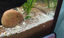 Aquarium Pilz Boden