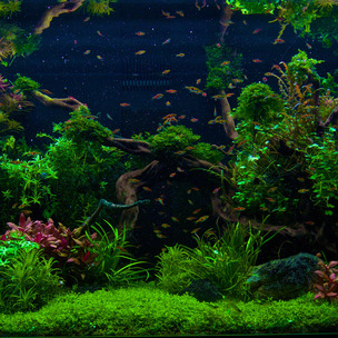 530+ Design Aquariums Gratis Terbaik