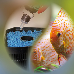 Bakterienstarter Aquarien Ohne Einlaufphase Starten Teil 1
