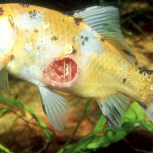 Tropical fish hot sale parasites