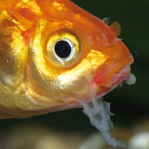 Identifying Fish Diseases In The Pond Before It S Too Late