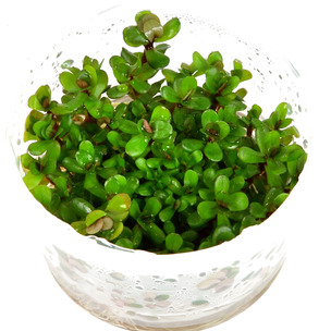 Typ Akvaria Na Aquascaping Jbl Dreamscape