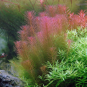 Aquarium Plant Chart