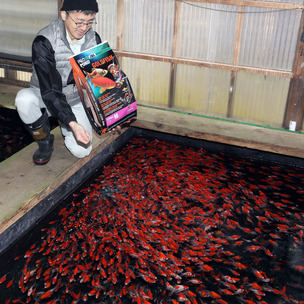 jbl propond goldfish