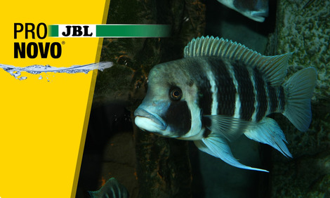 JBL ProSilent Luftpumpen - Mehr Sauerstoff im Aquarium durch eine kräftige  und leise Durchlüftung 