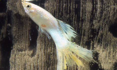 pourriture des nageoire chez le guppy