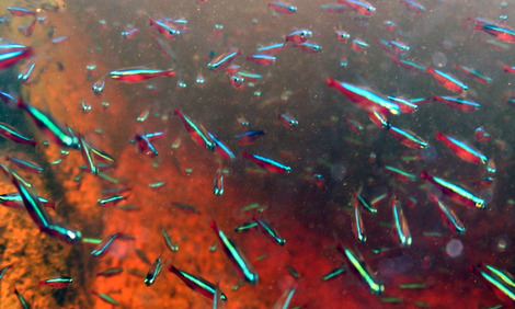 Kleine Membranpumpe für den richtigen Sauerstoffgehalt im Aquarium (PROAIR  a50) 