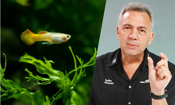 JBL TV #82 Aquarienpflanzen dngen leicht gemacht - Der Ratgeber fr  Anfnger