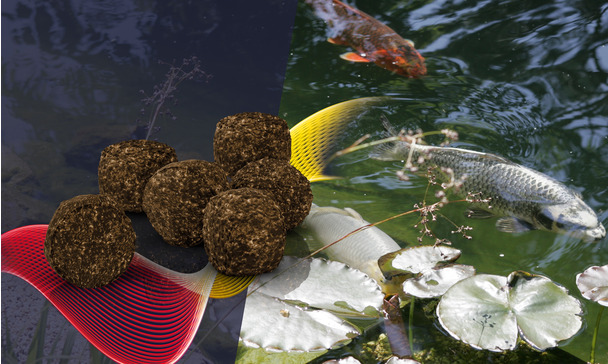 Hand Feeding Koi Best Food For Pond Goldfish Lake Feeding Pond