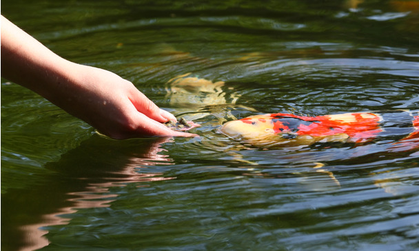 PROPOND pond guide: species-appropriate pond food - The right food for koi in the garden pond PROPOND pond guide: species-appropriate pond food - The right food for koi in the garden pond