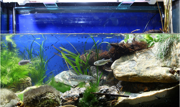 Besluit wazig Vijfde Voor veeleisenden: de JBL Biotoop Aquarium Design Contest 2014