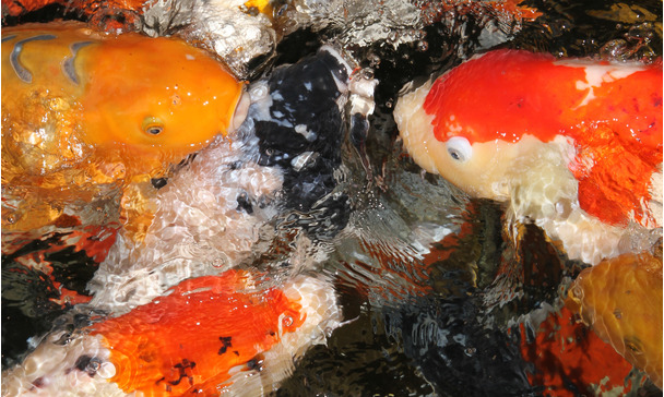 Wie oft muss man Goldfische im Teich füttern? Wie oft muss man Goldfische im Teich füttern?
