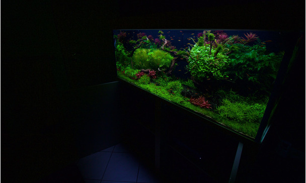 Sauerstoffexplosion im Aquarium - Einfach nur richtig gedngt