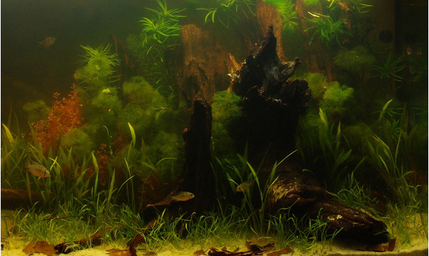 55+ Biotope Aquarium Design Contest HD Terbaik