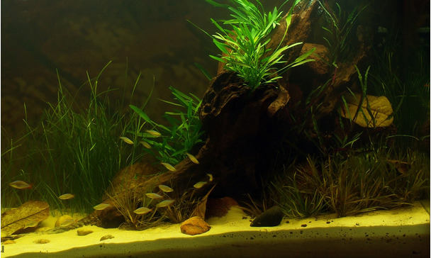 55+ Biotope Aquarium Design Contest HD Terbaik