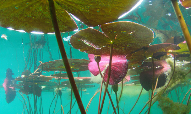 Plotselinge Daling Van De Zuurtegraad Na Hevige Regenval Loert Er Gevaar In Uw Vijver