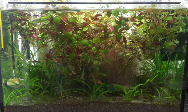 why plants grow better