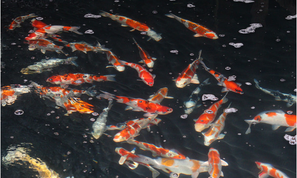 The koi’s teeth