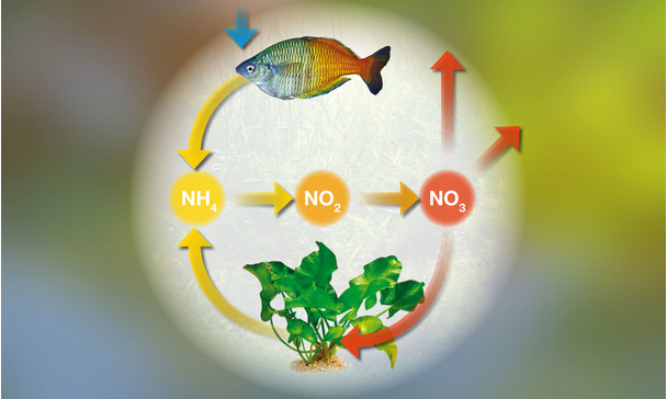 Bakterienstarter Aquarien Ohne Einlaufphase Starten Teil 1