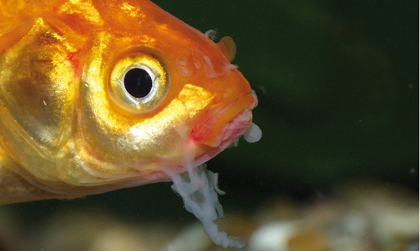 Fischkrankheiten Im Teich Rechtzeitig Erkennen