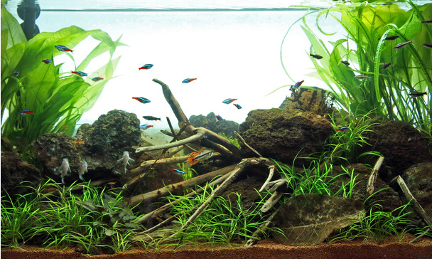 JBL Manado Natural substrate for freshwater aquariums