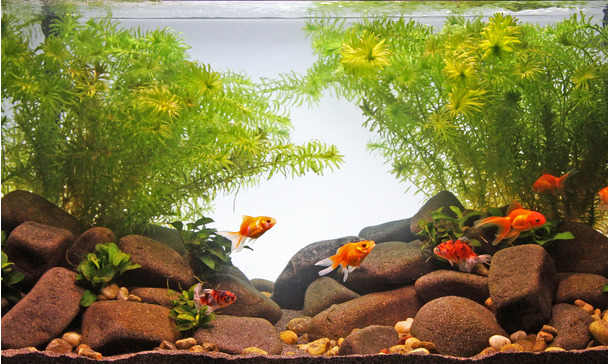 Acquario Tipo Pesci Rossi Jbl Goldfish Paradise