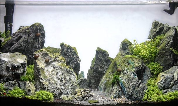 Aquascaping aquarium type JBL Dreamscape®