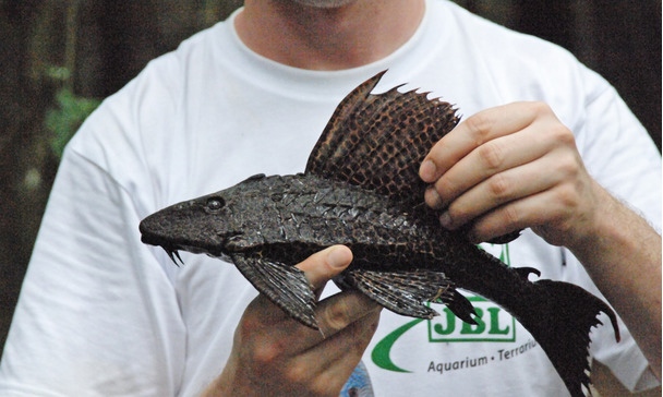 poisson espèces représentatives