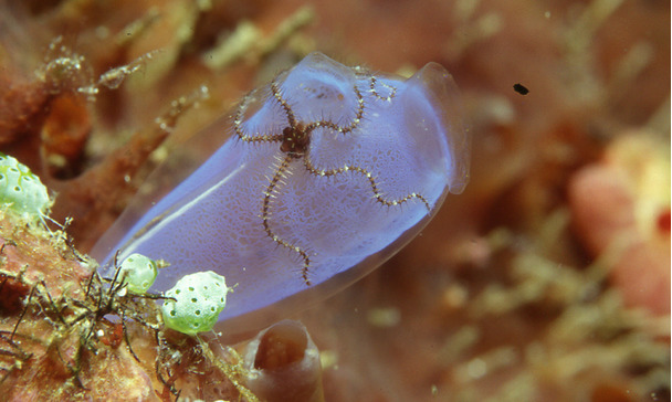 Animaux Deau De Mer