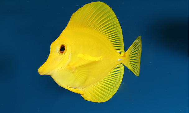 Marine animals Marine animals