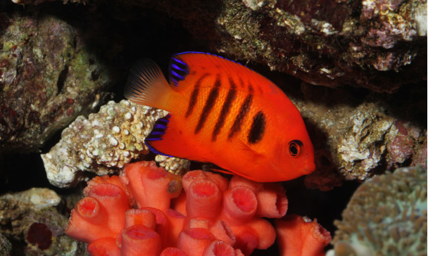 marine animals