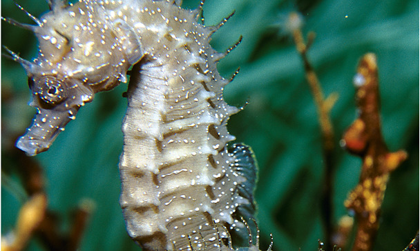 Marine animals Marine animals